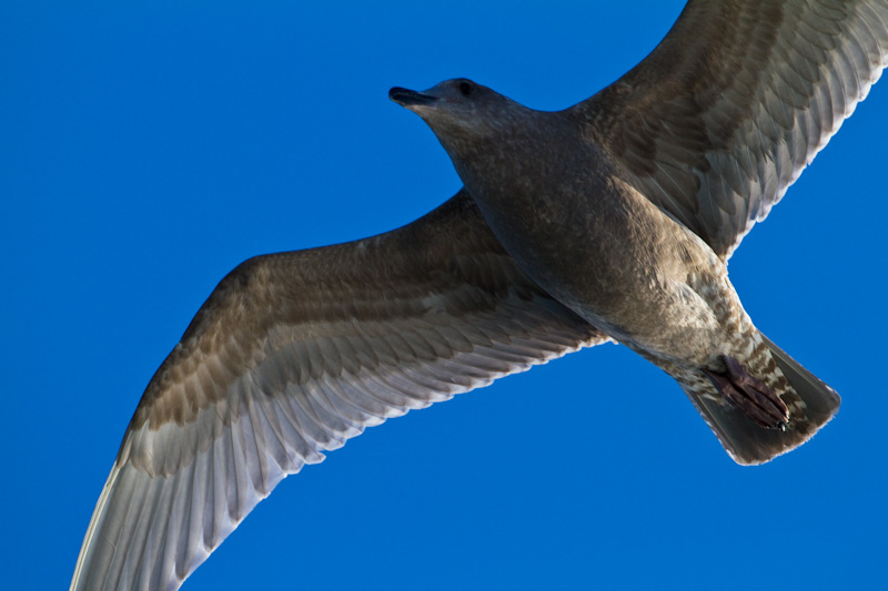 Gull In Flight